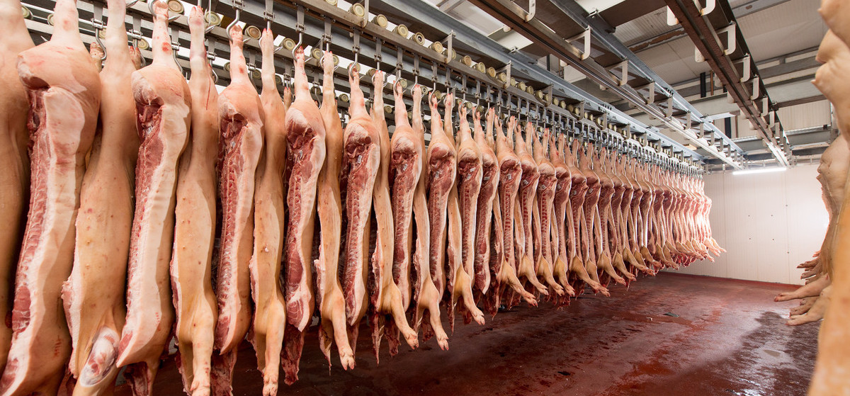 #人民币#5月7日猪价：下跌无休止！要重新跌回10元时代？养猪户：你想多了