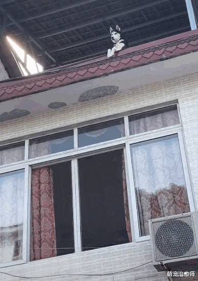 网友还没进家，就看见哈士奇在房顶上放风呢，二哈：上来一起拆家