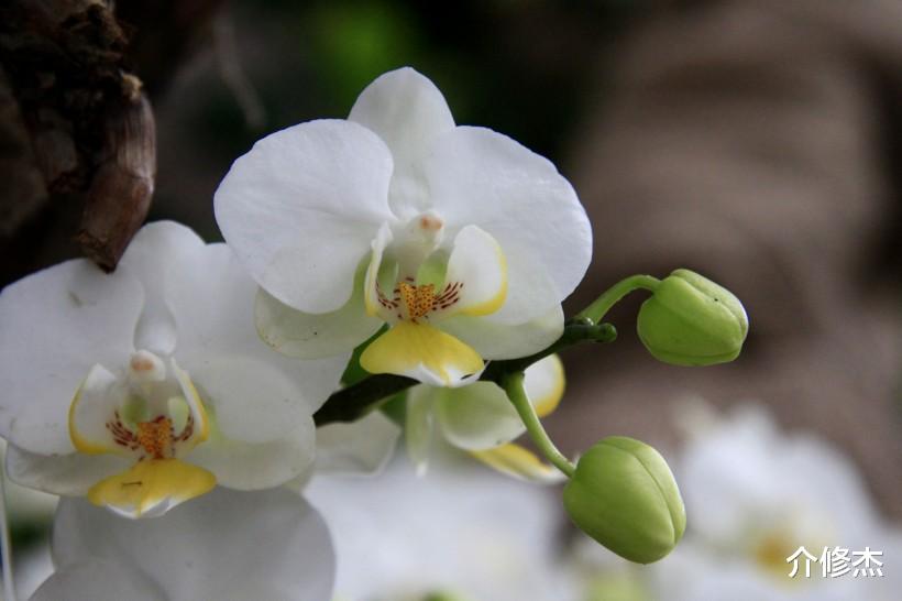 「生肖」7月,异性缘超好,从来不缺追求者,第一名你想象不到的四大生肖