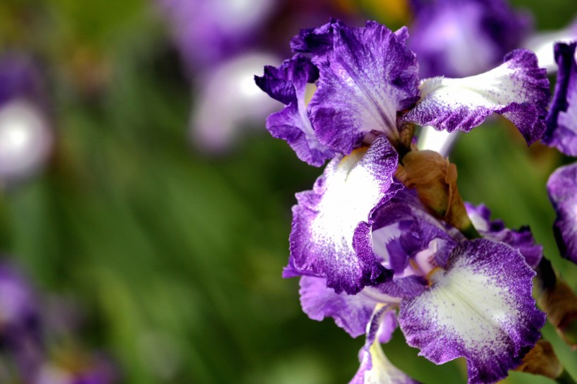 「生肖」7月份，前缘来袭旧爱登门，旧情稳如山，将与前任复合的四大生肖