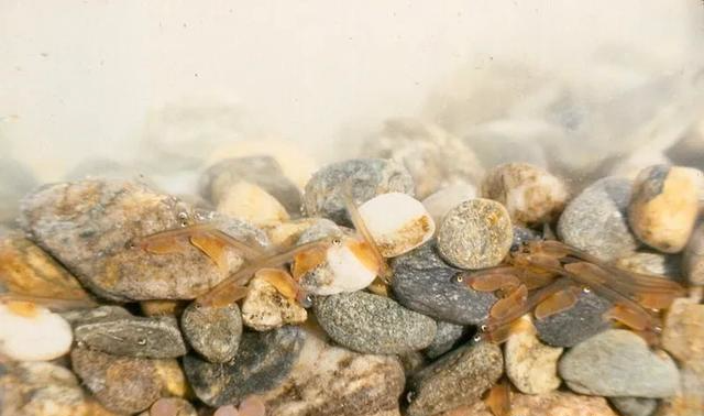 【三文鱼】三文鱼是什么鱼？可以生吃吗？