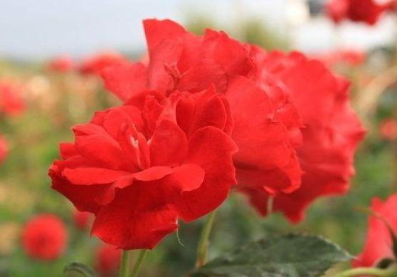 吉星|未来7天，横财连发，4属相吉星加持，生意红火，日子顺心