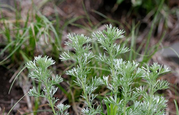 子宫肌瘤|四类食物，吃得越多子宫肌瘤越大！女性敞开吃三物，子宫或报答你