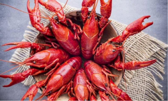 水母|3种不老不死的生物，最后一种已经永生，人类只有羡慕的份