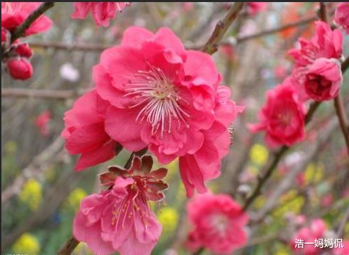 #生肖#6月30号要出喜事，3生肖是金子总会发光，躲也躲不掉