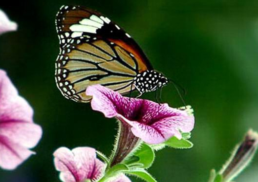 属狗|未来3个月，好运连连，4属相横财越来越多，前程似锦，喜事多多