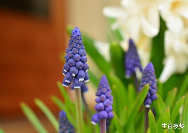 生肖|八月,好事不断,惊喜层出不穷,升官发财,咸鱼翻身的四个生肖