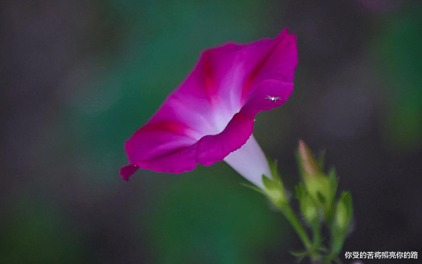 #生肖#十二生肖中，六月份，3生肖横财降临，喜气从天降，钱财八方来