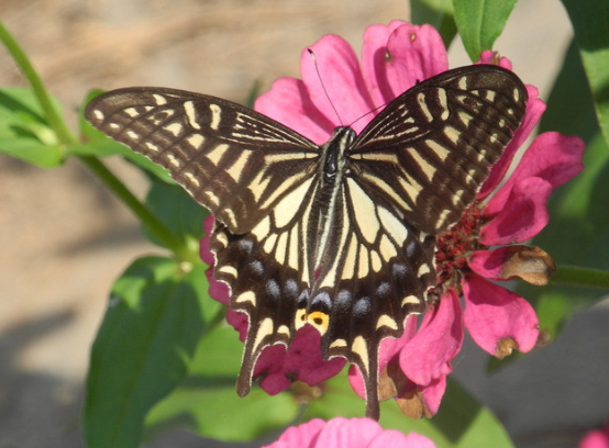 运势|未来10天好运到来，4属相横财来袭，事业蒸蒸日上，好运不断