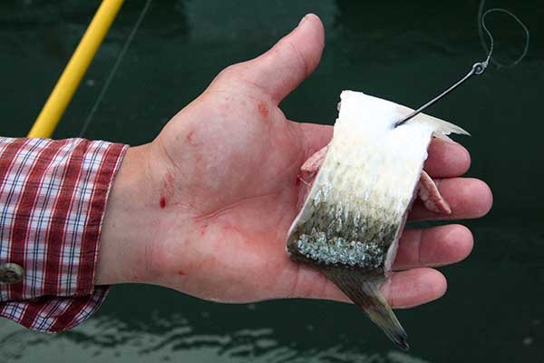蚂蟥|钓鱼鱼饵，淡水钓诱饵篇，江河湖泊黑坑野钓
