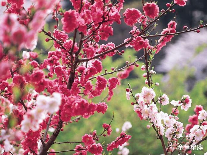 「生肖」前程似锦，财运挡不住，即将迎来辉煌的3个生肖！