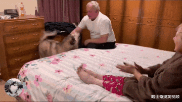 男子捡了只大狗，结果拉布拉多懵了，狗：外面有狗还带回家