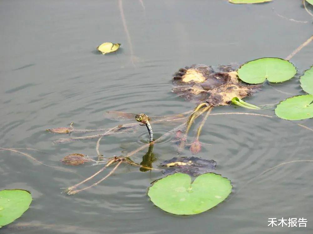 蚊子|俗称“水乞丐”，一年能吃数千只蚊子，却被当成美食大量捕捉