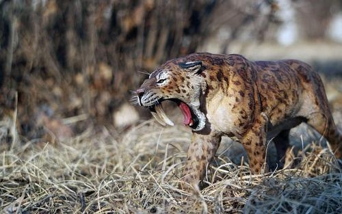 剑齿虎|为什么剑齿虎会突然灭绝？看完你就知道了。