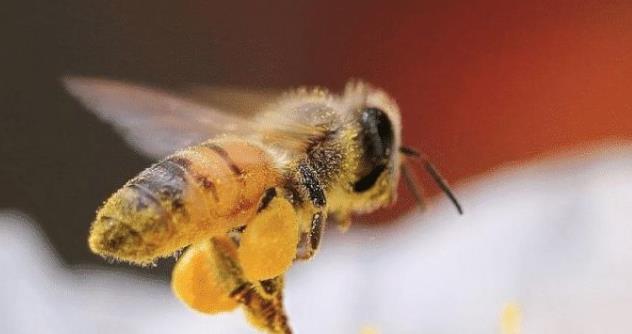 ▲3种动物的天敌是自己,会被自己杀死,好可怜