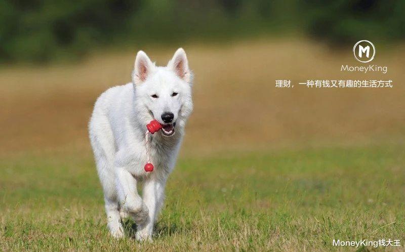 白银|四个月翻五倍，白银疯了