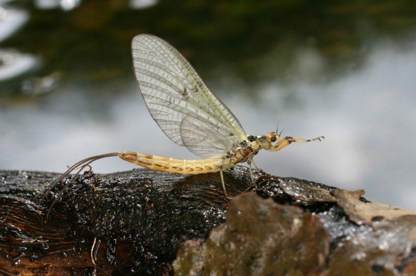 蚂蟥|钓鱼鱼饵，淡水钓诱饵篇，江河湖泊黑坑野钓