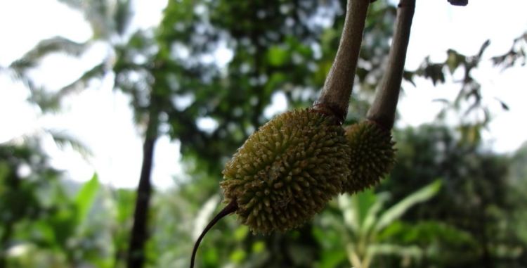 榴莲|水果之王榴莲的生长过程，花朵虽美，果实很危险