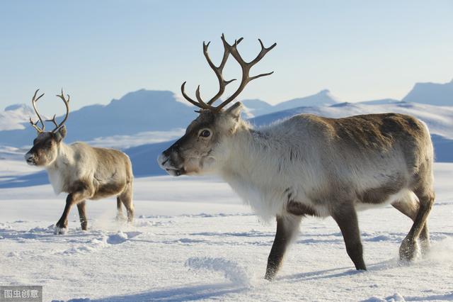 「」关于动物那些,你不知道的冷知识