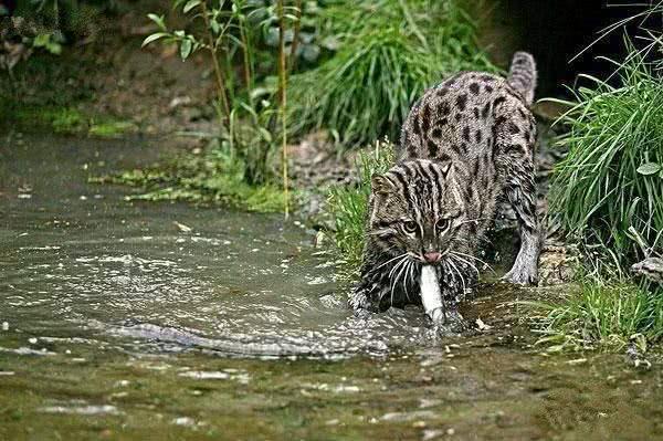 老虎■自然界最难养的猫科动物:不是狮子也不是老虎,而是最喜欢捕鱼的它