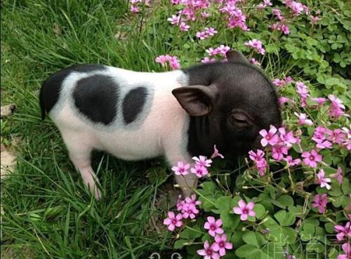 养宠物就选小香猪：收获到了乐趣，也收获到了食物