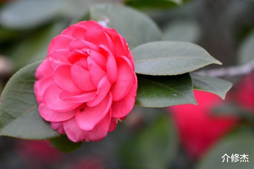 生肖▲七月初期，姻缘回眸一笑，牵手旧爱幸福到，甜蜜一生的四大生肖