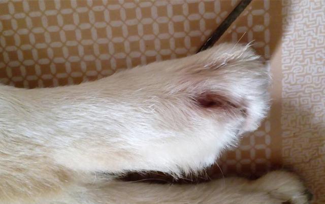 狗狗趾甲发炎排除细菌和真菌感染，或许是免疫系统问题，快去检查