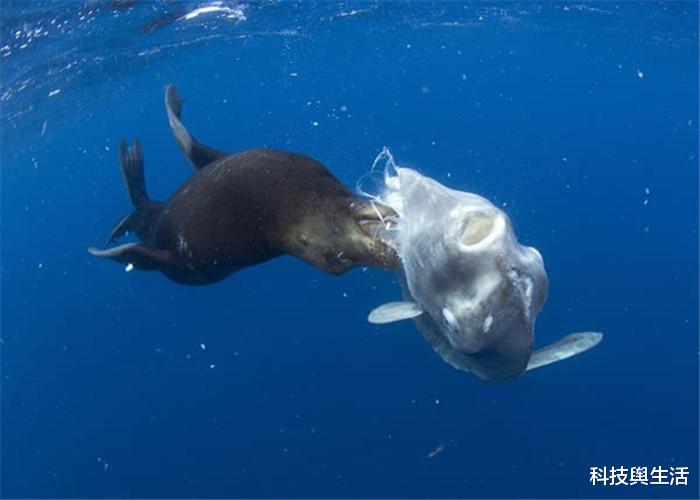 「海洋生物」史上最傻的海洋生物,身子被吃都不反抗,根本不可能灭绝!