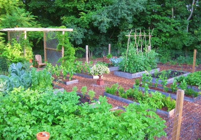 食材|“强迫症”大妈把自家菜园弄成这样，园艺师称赞道：高手在民间！