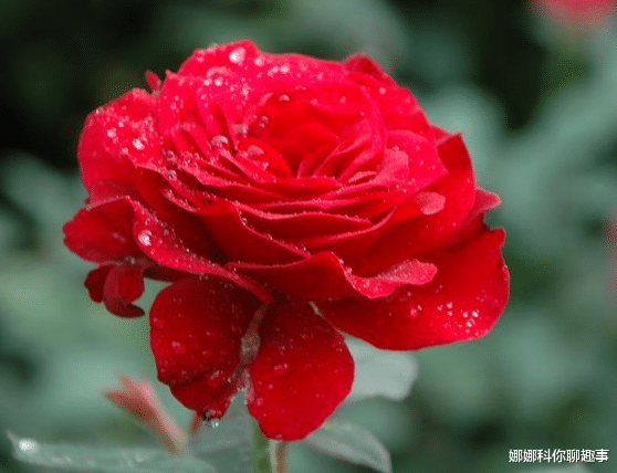 吉星|未来15天，这4属相吉星庇佑，好运连连，事业步步高升，大吉大利