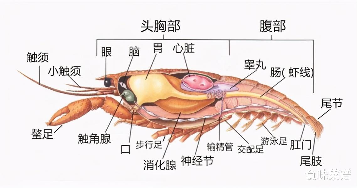 食材|为什么有些人吃虾去虾头,有些人吃虾不去虾头?虾头到底能吃吗?