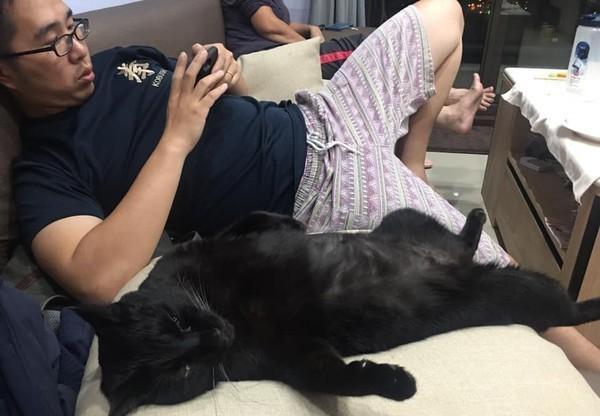 主人想要赖床，家里猫咪用自己十几斤的身躯，用飞扑叫醒自家主人