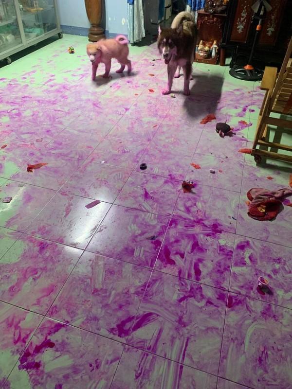 回家后惊见“血案”，两只二哈还手沾“鲜血”！主人：我想炖狗肉