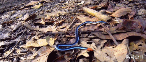 毒蛇|世界上最漂亮的毒蛇，虽然长相惊艳，却拥有罕见的特殊毒液