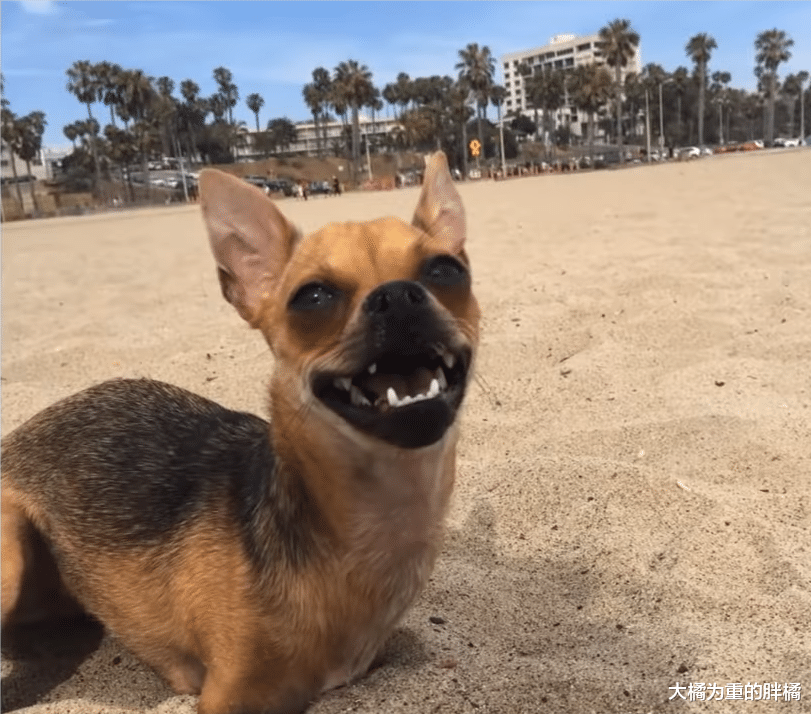 小狗天生失去前腿，爸爸让女儿将小狗扔掉，没想到自己却爱不释手