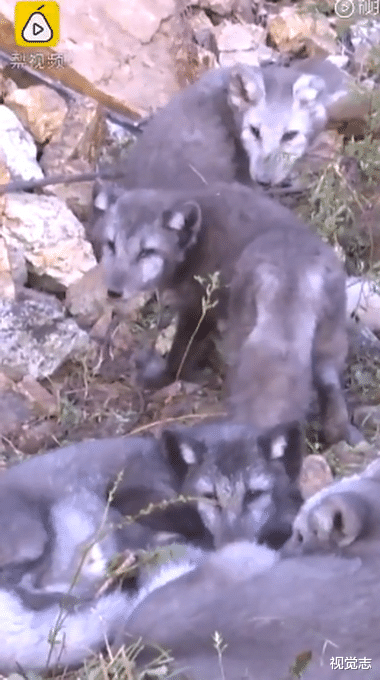 木里|30只狐狸被弃荒山，随后发生的事令人胆寒