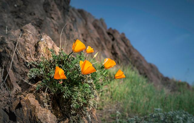 狮子座|心宽则安，心大福大的三大星座。做人胸怀宽广，心量大，高瞻远瞩