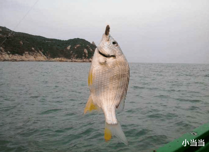 饵料|男子海边钓鱼,鱼突然跃起插其胸口当场惨死,网友脑洞很大