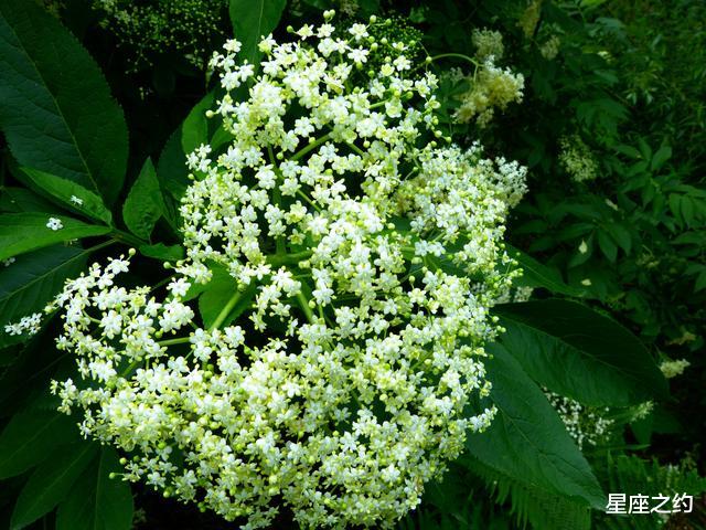 生肖|在7月下旬,桃花绽放,机缘巧合,喜遇良缘的三大星座