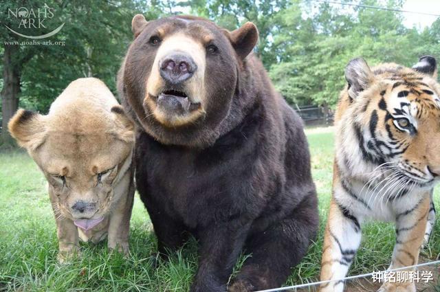 「老虎」猫科、熊科、犬科，三科动物谁更厉害？
