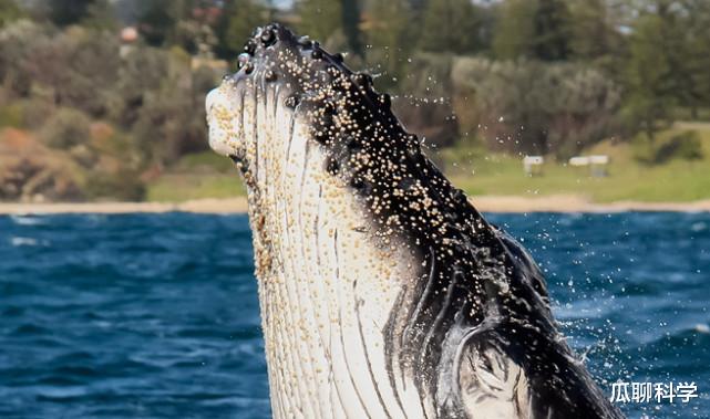 鲸鱼|味道鲜美,是鲸鱼挥之不去的伤疤,为什么藤壶不喜欢寄生鲨鱼?