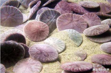 沙币是一种动物?20个沙雕生物名称,科学家们太不正经了!