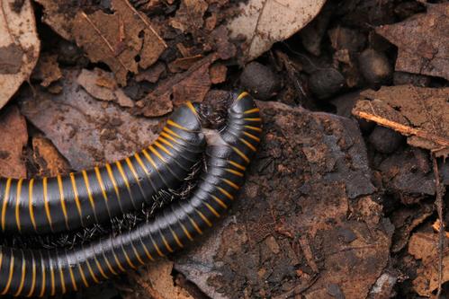 [旅行者]马陆害怕，你……你别看我憨，我能害你于无形