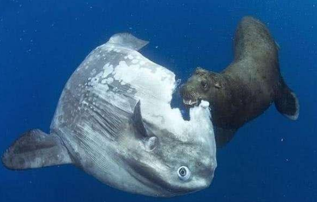 翻车鱼@地球上最大的硬骨鱼，毫无自我保护能力，被咬了也懒得反抗