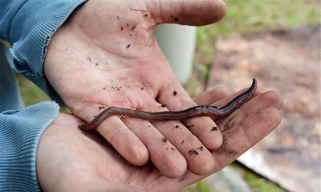 结婚|蚯蚓钓鱼虽好，但并不是挂上就行，常见的4种挂钩方式，您用哪种