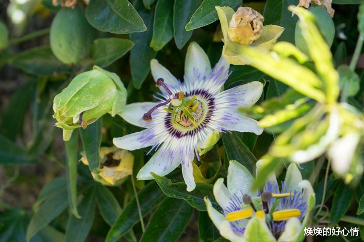 摩羯座|9月1号起，喜鹊搭桥，月老红线牵，邂逅真爱，牵手爱情的四大星座