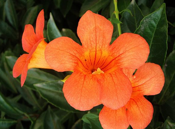 十二生肖|3生肖女是“菩萨下凡”，一辈子好做善事，财运跟随，幸福一生！