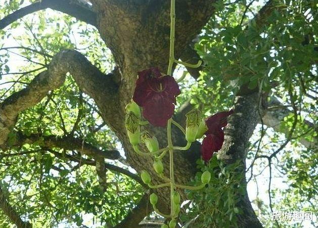 香肠|外形像“香肠”，果实熟不熟都能吃，国内常见却是游客不吃的水果