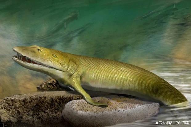 「科学家」美科学家称这种动物是全人类的祖先!这不是恶心大家么?