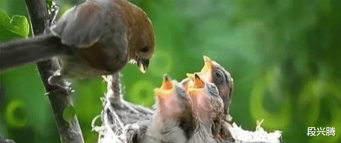 []所有鸟窝都没有顶，遇到大雨怎么办？看完才知鸟类有多聪明